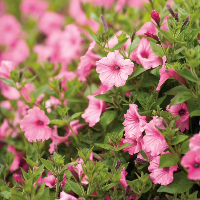Petunia Supertunia Vista® Bubblegum
