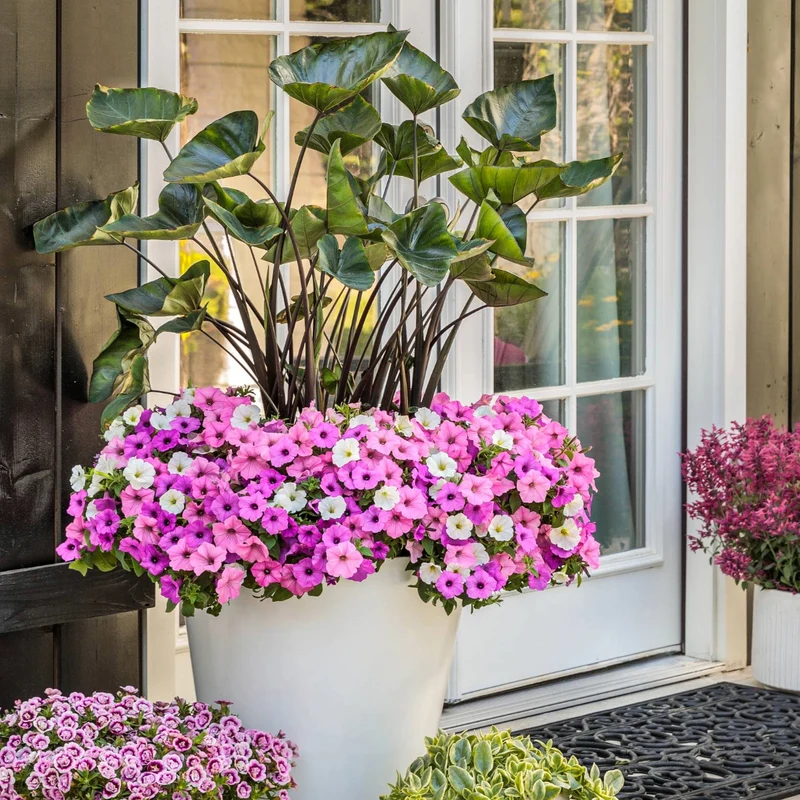 Petunia Supertunia Vista® Bubblegum