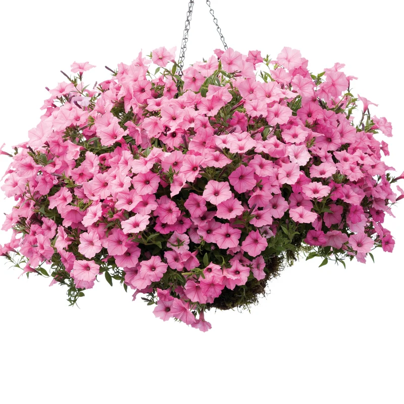 Petunia Supertunia Vista® Bubblegum