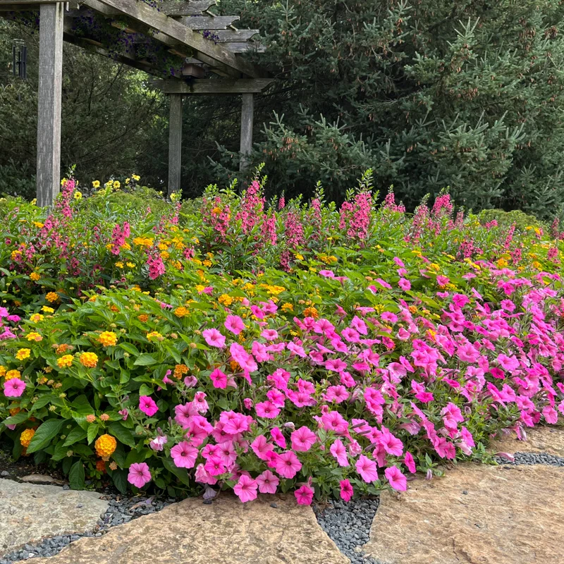 Petunia Supertunia Vista® Bubblegum