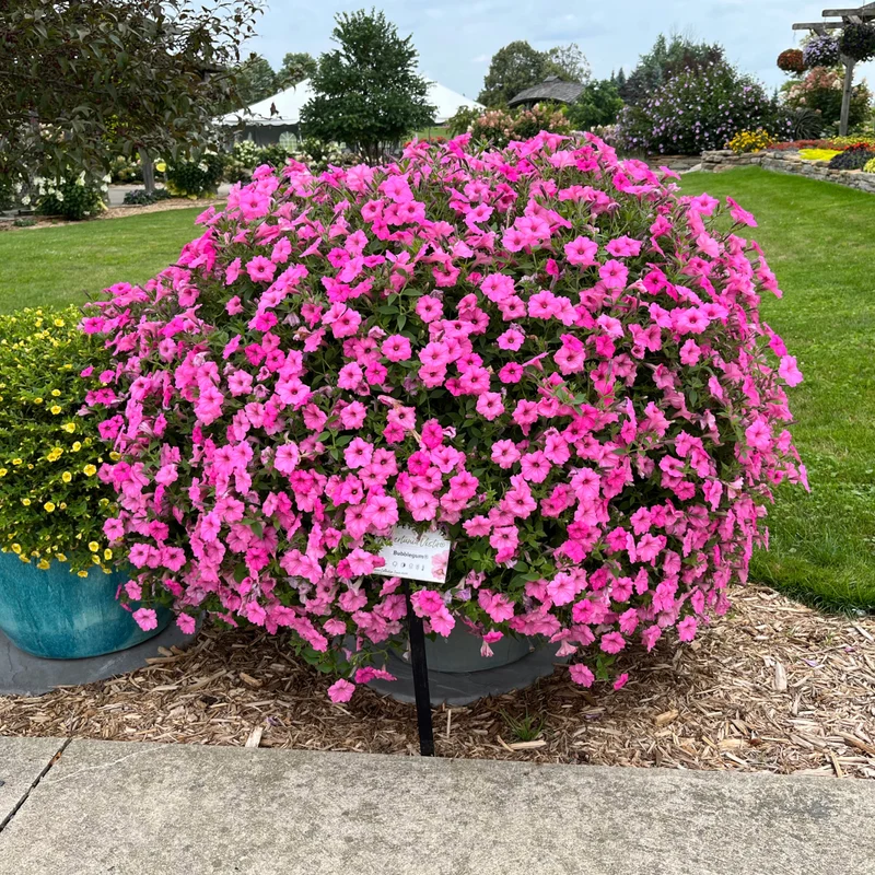 Petunia Supertunia Vista® Bubblegum