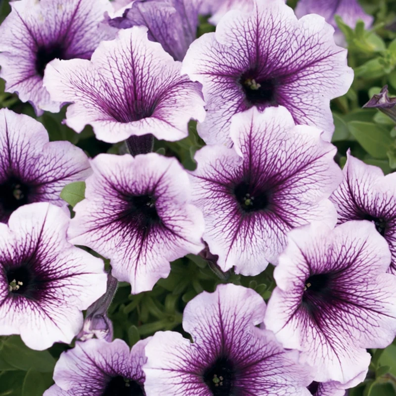 Pétunia Supertunia® Bordeaux™