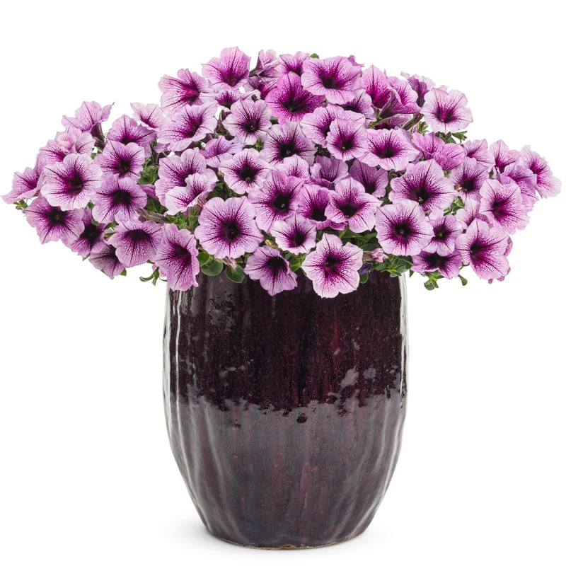 Pétunia Supertunia® Bordeaux™