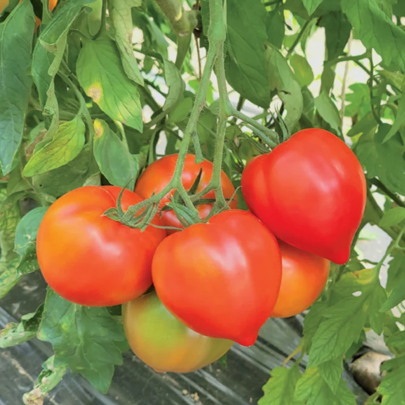 Tomate Cœur de Bœuf 'Bellacoeur'