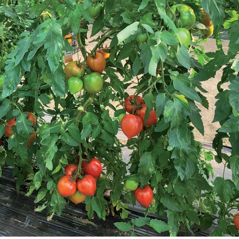 Tomate Cœur de Bœuf 'Bellacoeur'