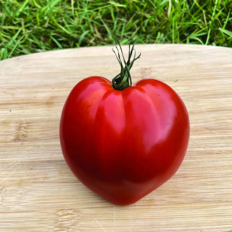 Tomate Cœur de Bœuf 'Bellacoeur'