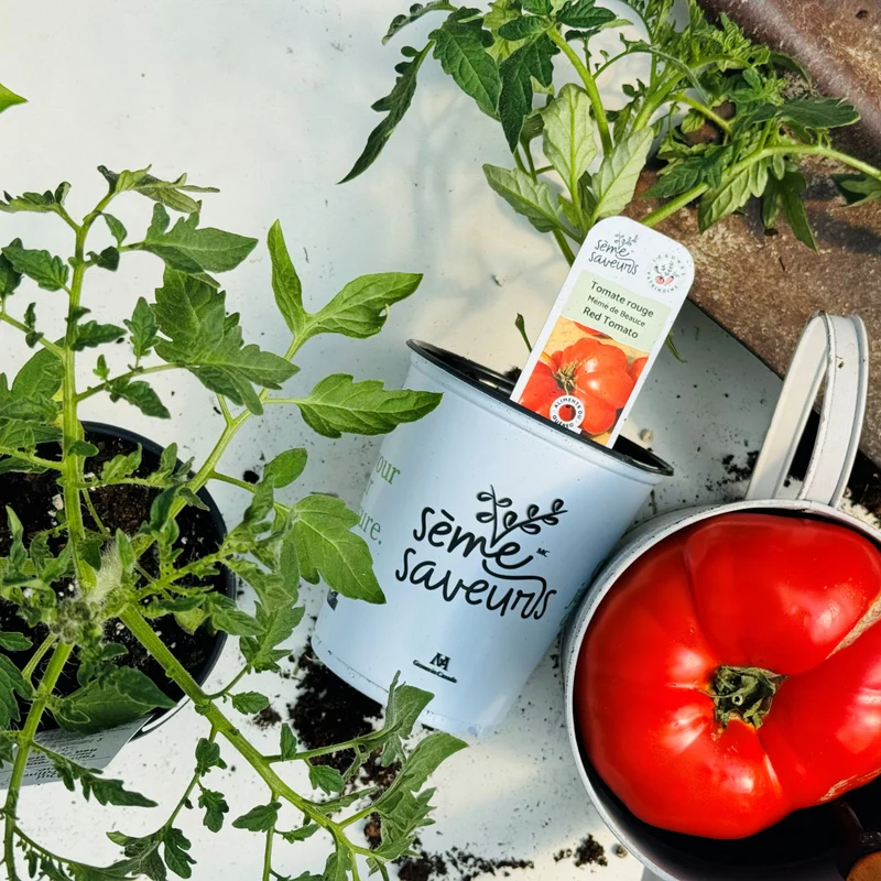 Sélection de plants de Légumes Patrimoine Québécois