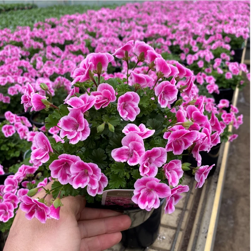 Pelargonium 'Angel Fay' - Géranium