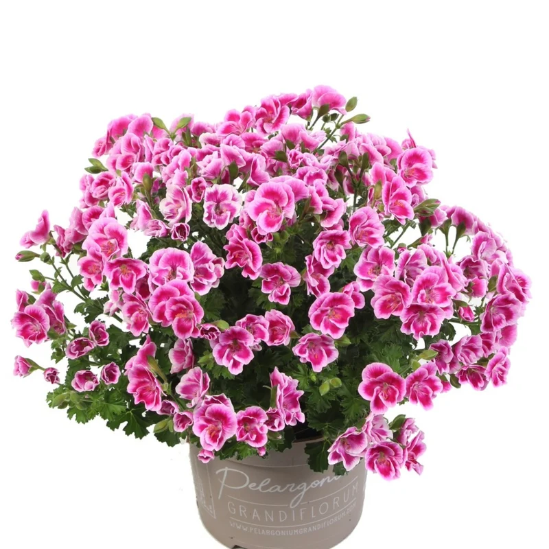 Pelargonium 'Angel Fay' - Géranium