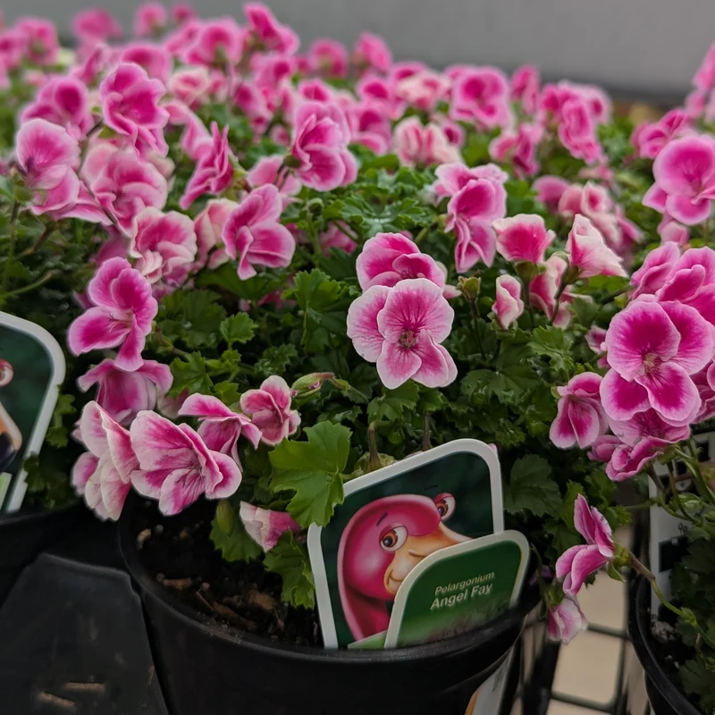 Pelargonium 'Angel Fay' - Géranium