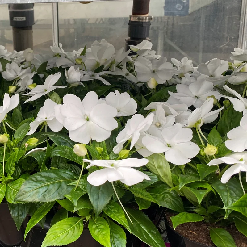 Impatiens hawkeri ColorPower™ - Impatiens de Nouvelle-Guinée ColorPower™