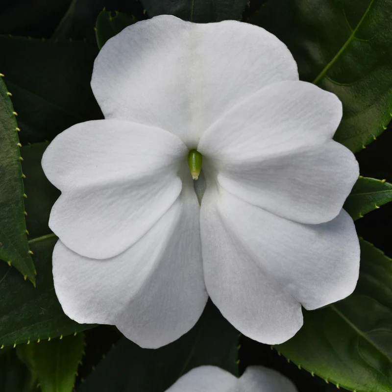 Impatiens hawkeri ColorPower™ - Impatiens de Nouvelle-Guinée ColorPower™