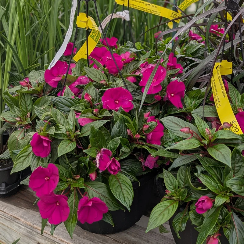 Impatiens hawkeri ColorPower™ - Impatiens de Nouvelle-Guinée ColorPower™