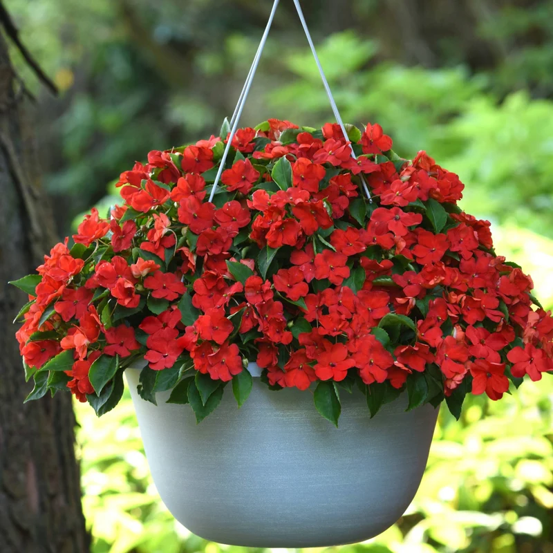 Impatiens hawkeri ColorPower™ - Impatiens de Nouvelle-Guinée ColorPower™