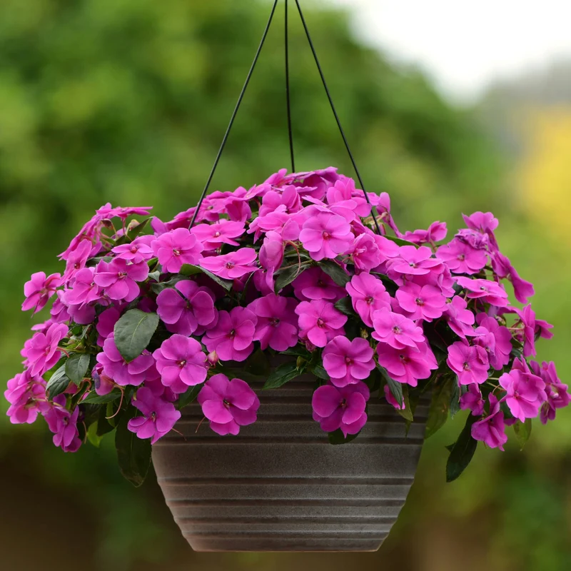 Impatiens hawkeri ColorPower™ - Impatiens de Nouvelle-Guinée ColorPower™