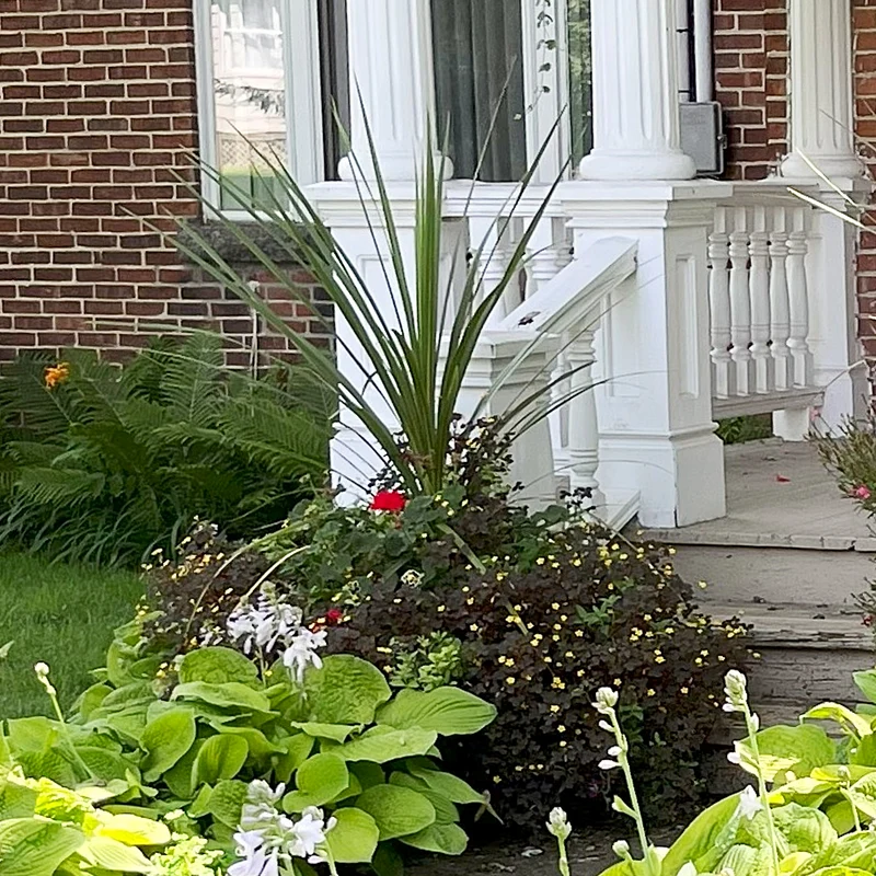 Dracaena indivisa ou Cordyline indivisa