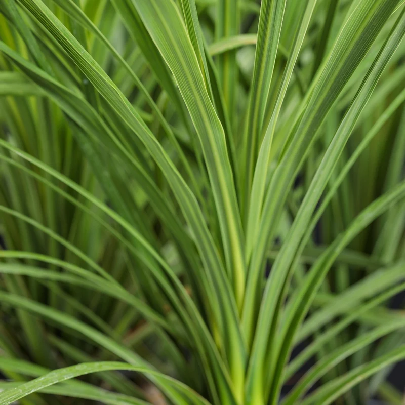 Dracaena indivisa ou Cordyline indivisa
