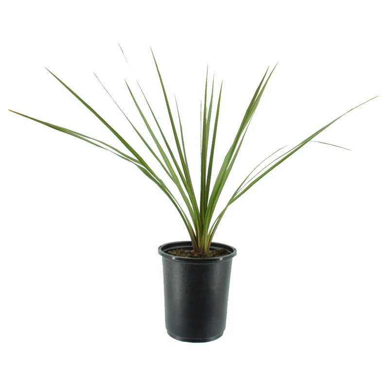 Dracaena indivisa ou Cordyline indivisa