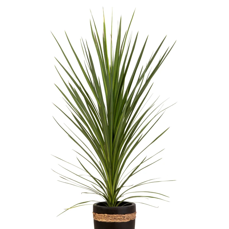 Dracaena indivisa ou Cordyline indivisa