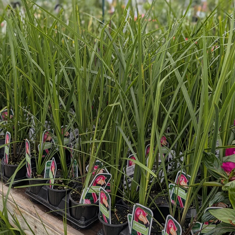 Dracaena indivisa ou Cordyline indivisa