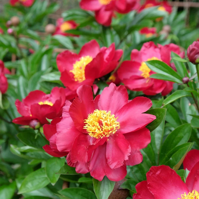 Paeonia 'Blaze' - Pivoine