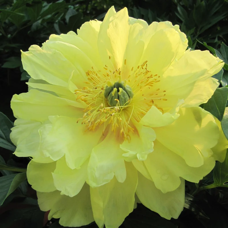 Paeonia Itoh 'Bartzella' - Pivoine