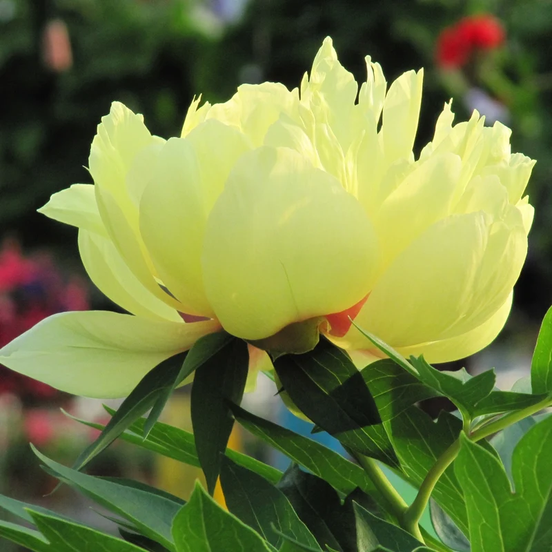 Paeonia Itoh 'Bartzella' - Pivoine
