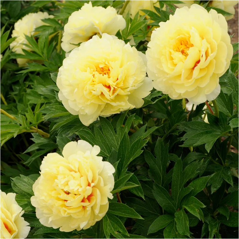 Paeonia Itoh 'Bartzella' - Pivoine