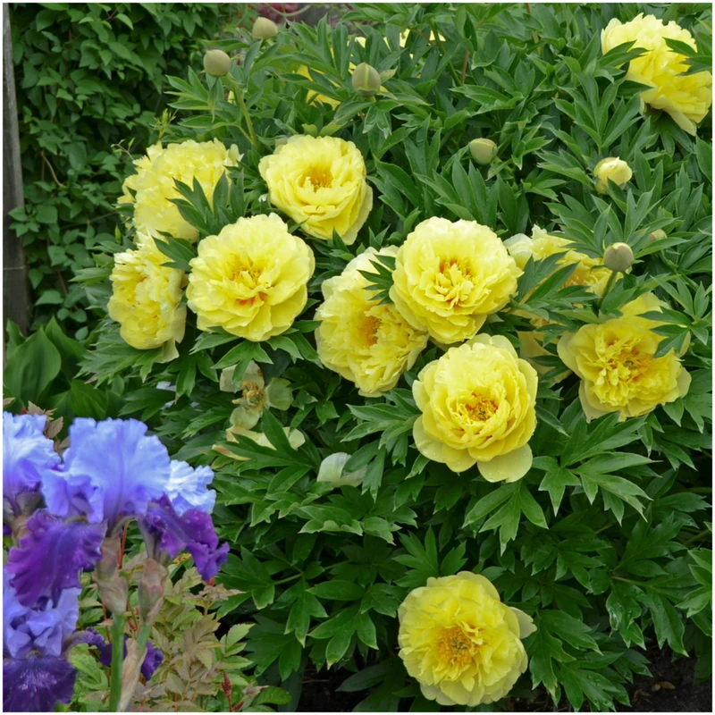Paeonia Itoh 'Bartzella' - Pivoine