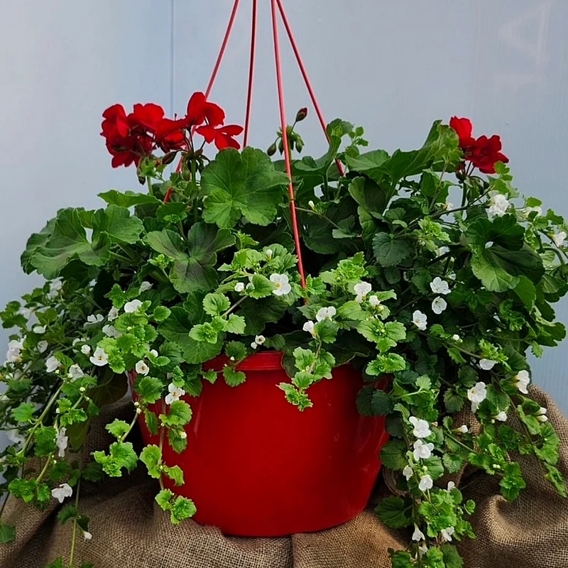 Jardinière suspendue avec Géranium Zonal Rouge et Bacopa