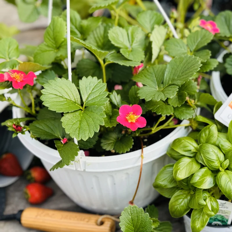 Jardinière de Fraises Suspendue