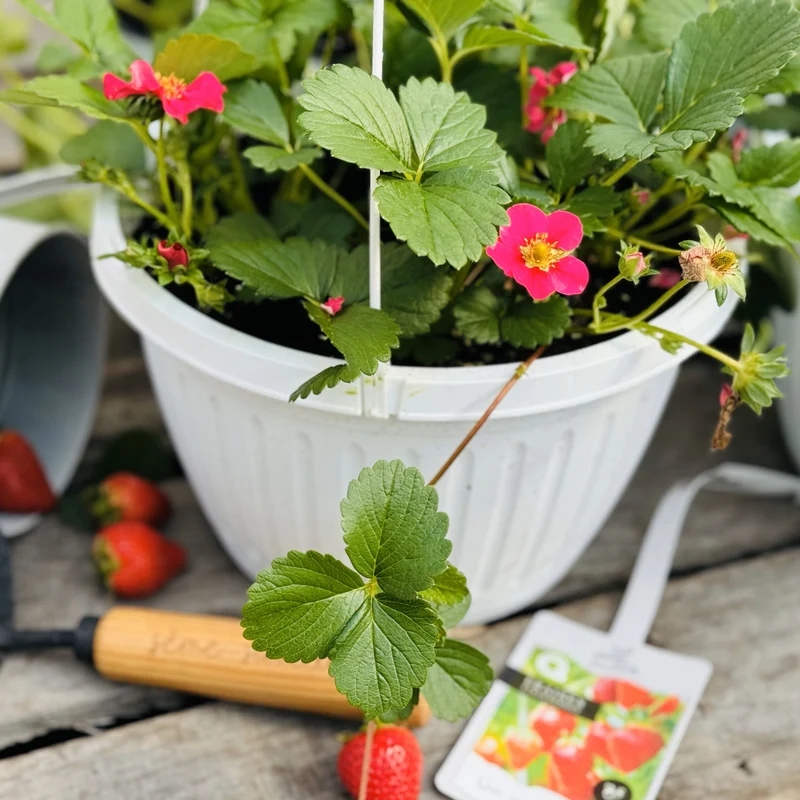 Jardinière de Fraises Suspendue