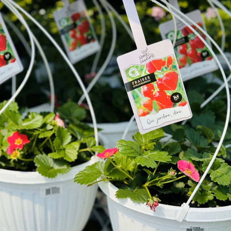 Jardinière de Fraises Suspendue