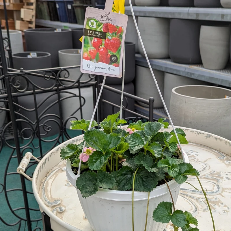 Jardinière de Fraises Suspendue