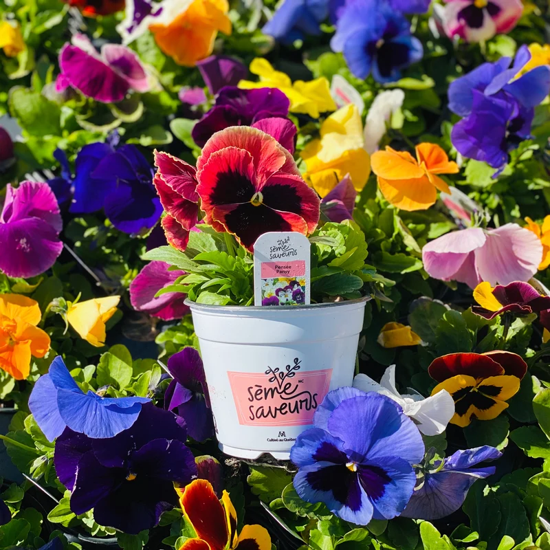 Sélection de Fleurs Comestibles