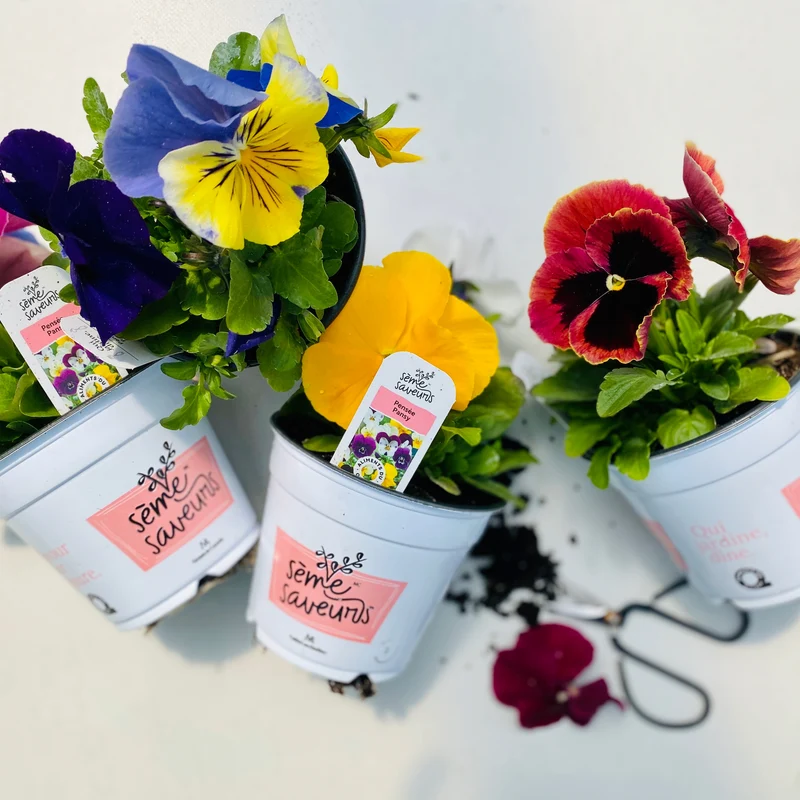 Sélection de Fleurs Comestibles