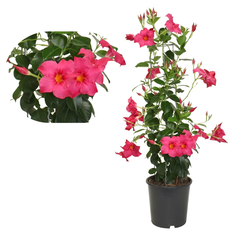 Dipladenia (Mandevilla) sur TeePee