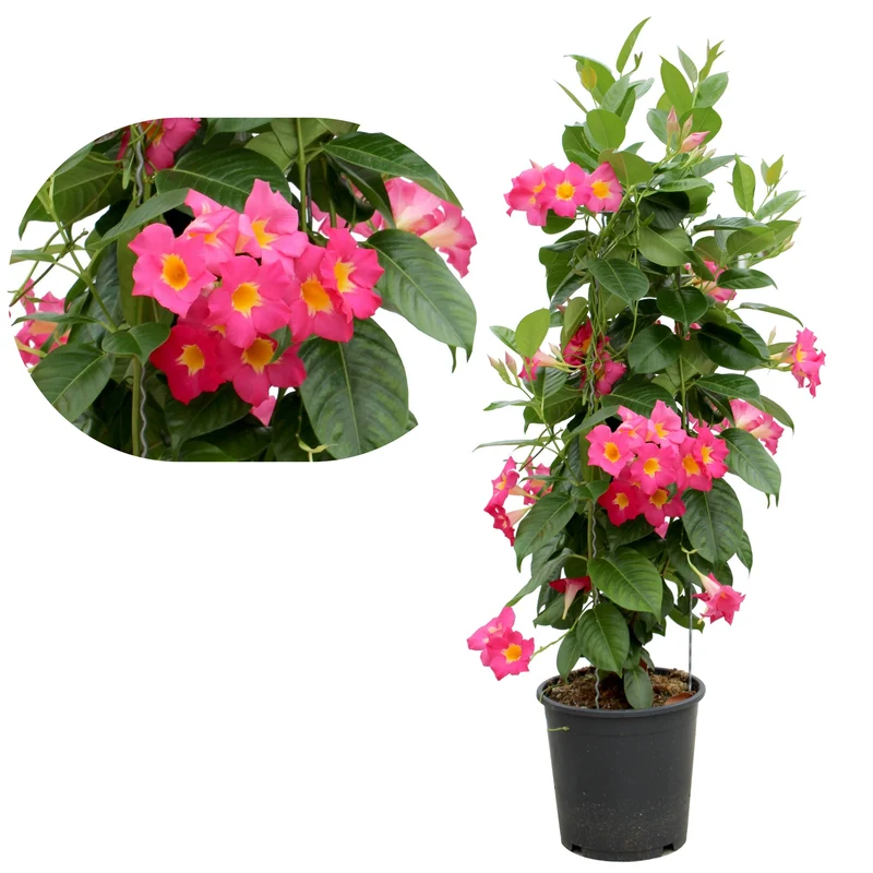 Dipladenia (Mandevilla) sur TeePee