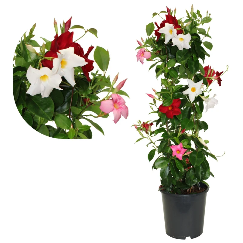 Dipladenia (Mandevilla) sur TeePee