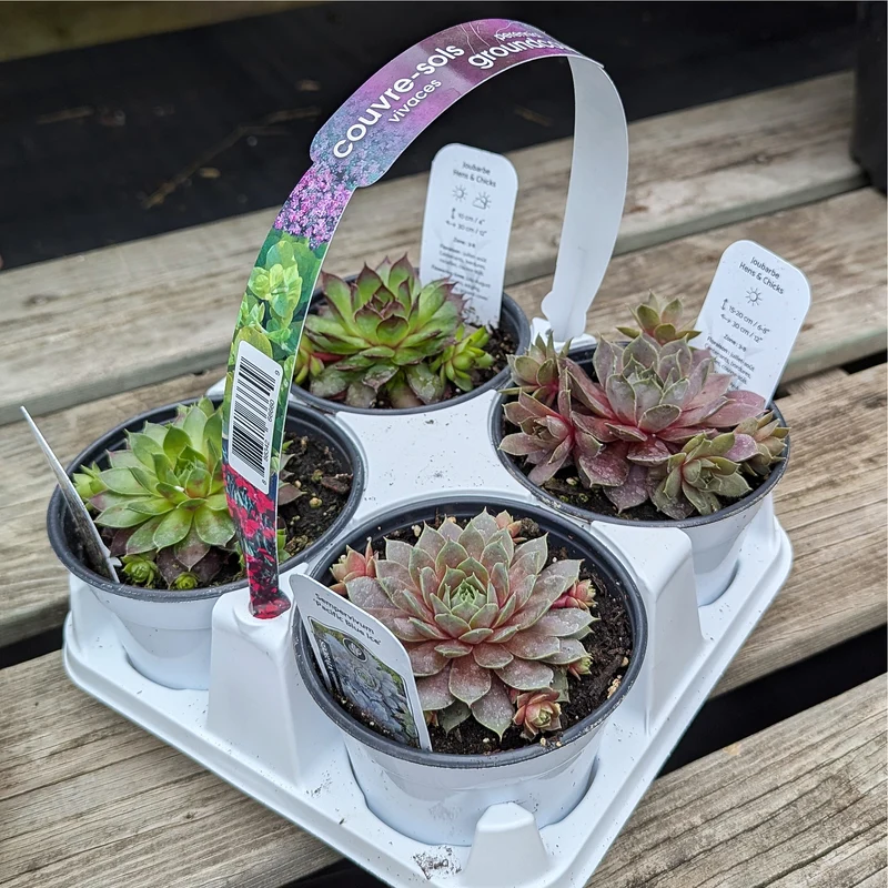 Plateau de 4 Sempervivum assorties – Joubarbe Assortie