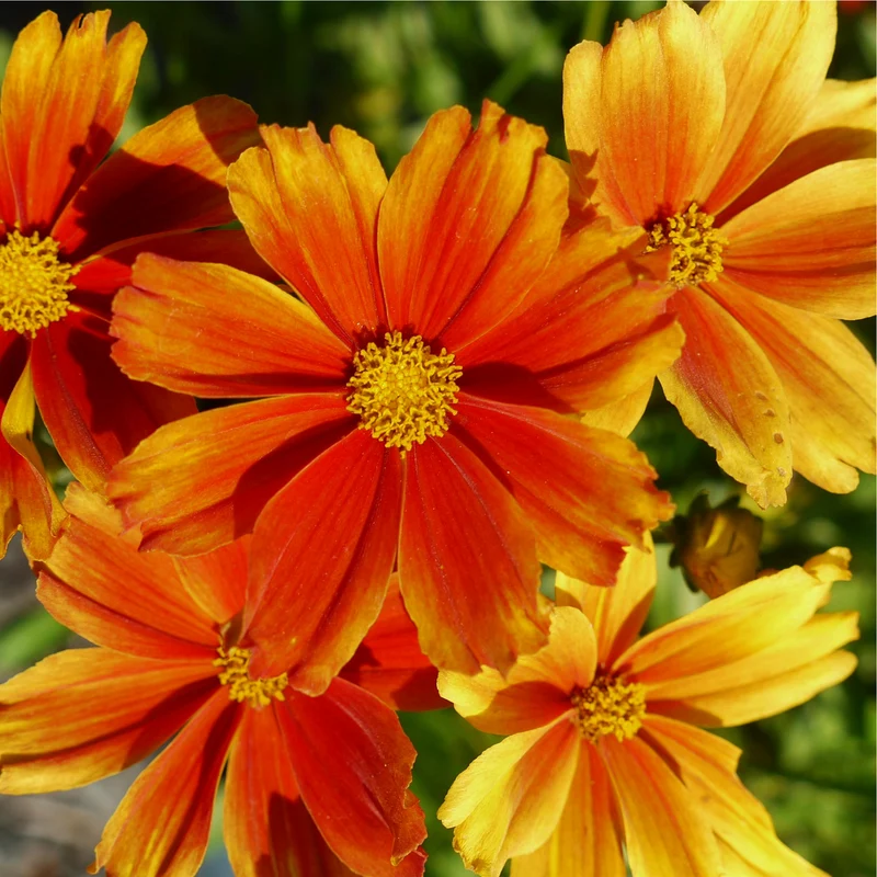 Coreopsis L'il Bang Darling Clementine