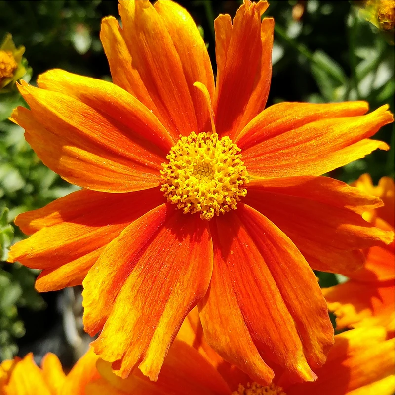 Coreopsis L'il Bang Darling Clementine
