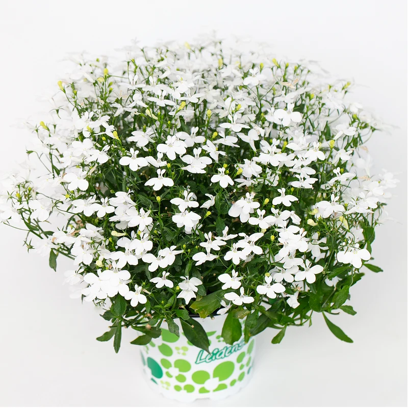 Lobelia Série HOTPOT® – Lobélie HOTPOT®