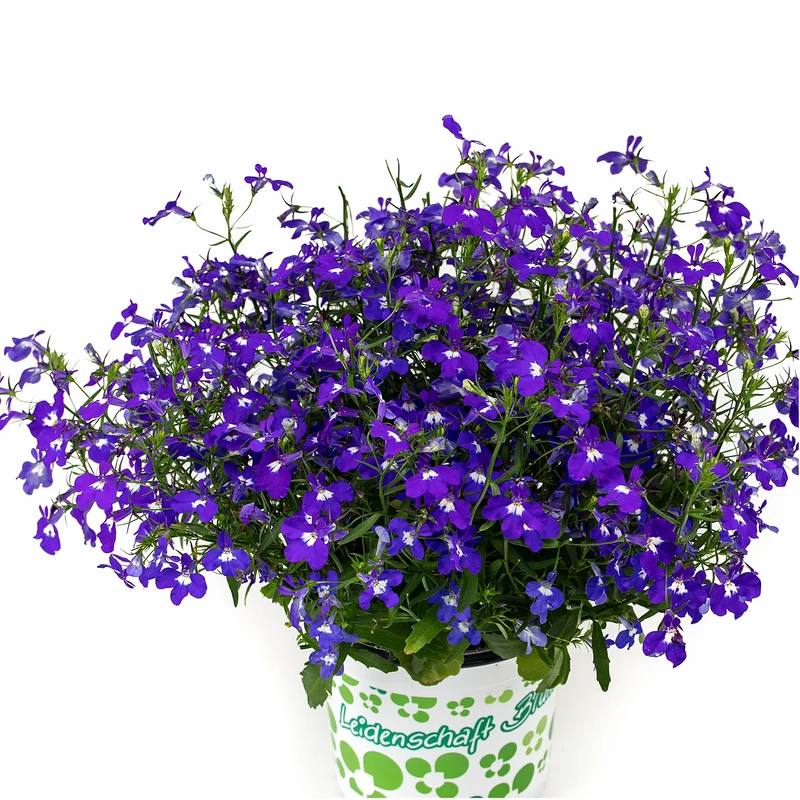 Lobelia Série HOTPOT® – Lobélie HOTPOT®