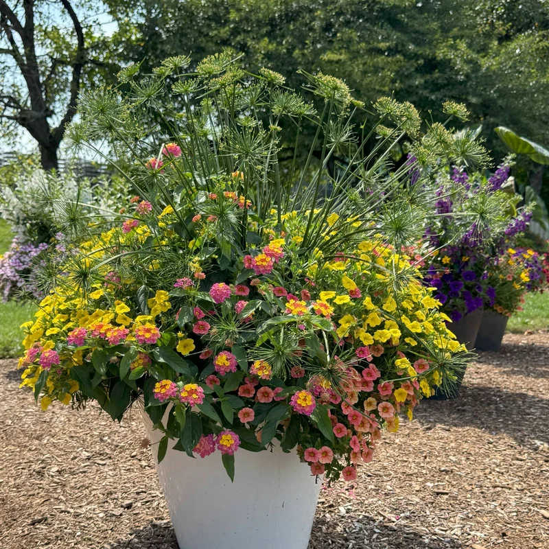 Arrangement d'annuelles prêt-à-planter - Rayon de Soleil