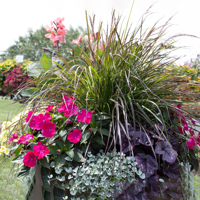 Arrangement d'annuelles prêt-à-planter - Air de Prairie