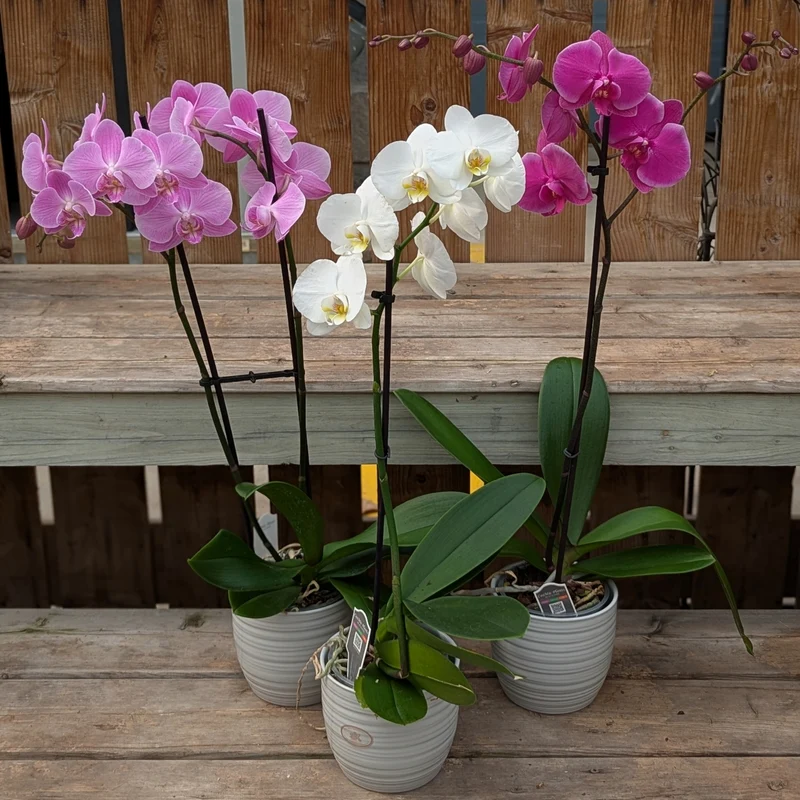 Phalaenopsis 1-2 tiges ( orchidée )