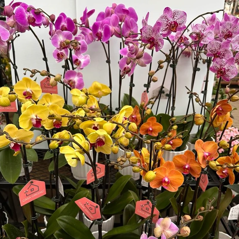 Phalaenopsis 1-2 tiges ( orchidée )