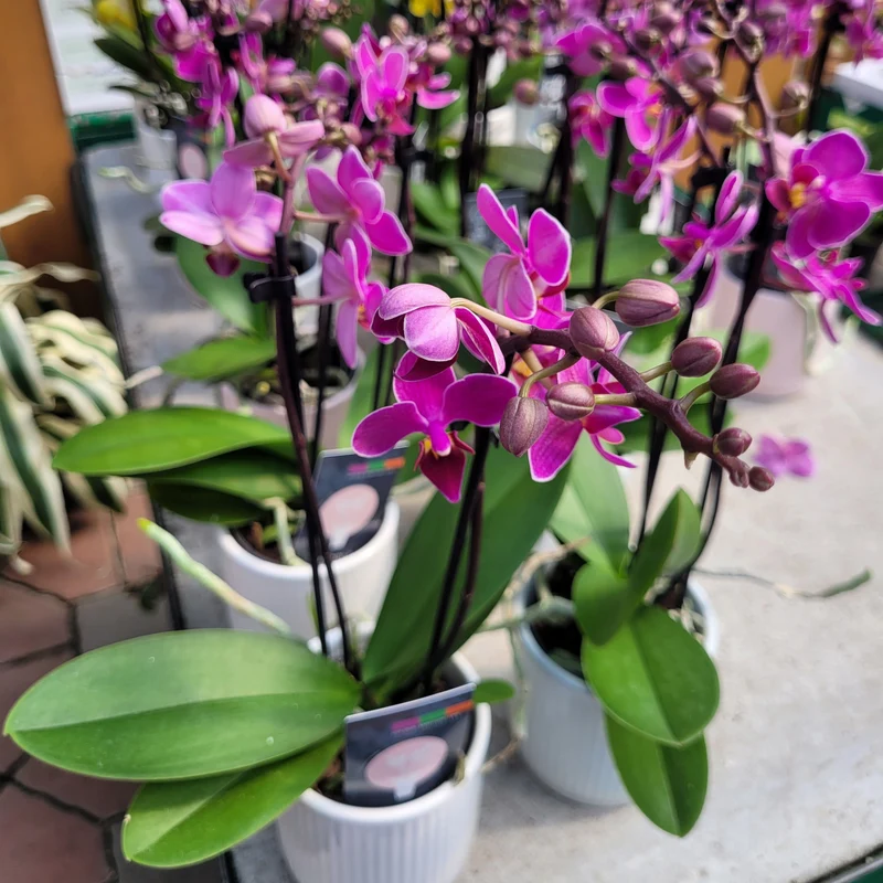 Phalaenopsis 1-2 tiges ( orchidée )