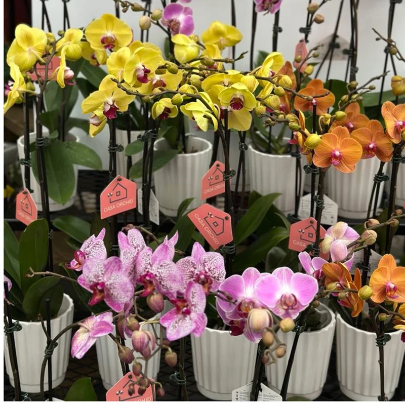 Phalaenopsis 1-2 tiges ( orchidée )